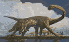 pleurocoelus