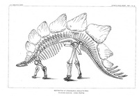 diplodocus link