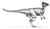 stegoceras